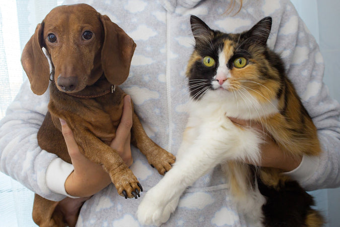 Soins d’un chat et d’un chien : les différences