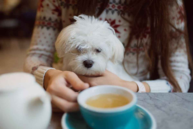 Quels dispositifs anti-stress pour calmer l’anxiété canine ?