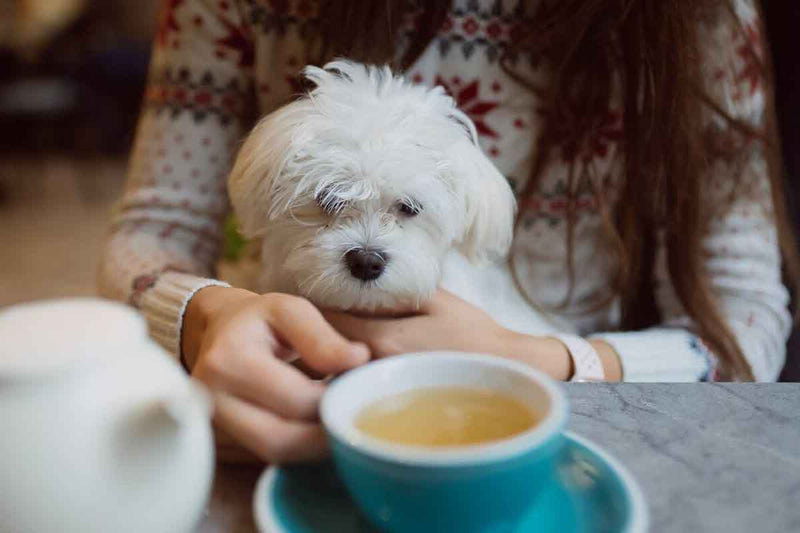 Anti-stress pour calmer l’anxiété de votre chien