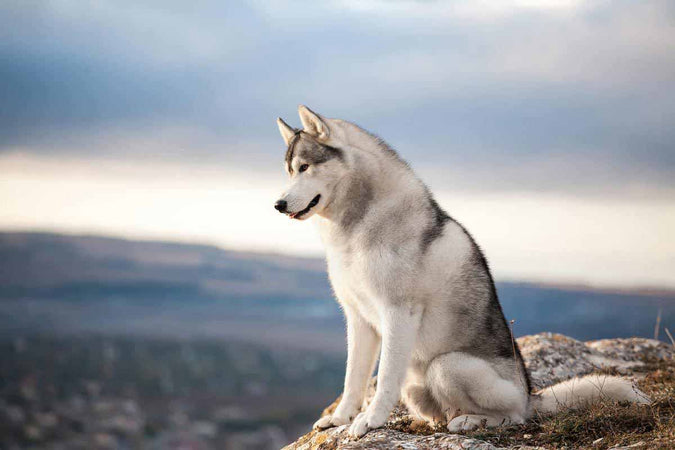 Top 10 des plus beaux chiens du monde