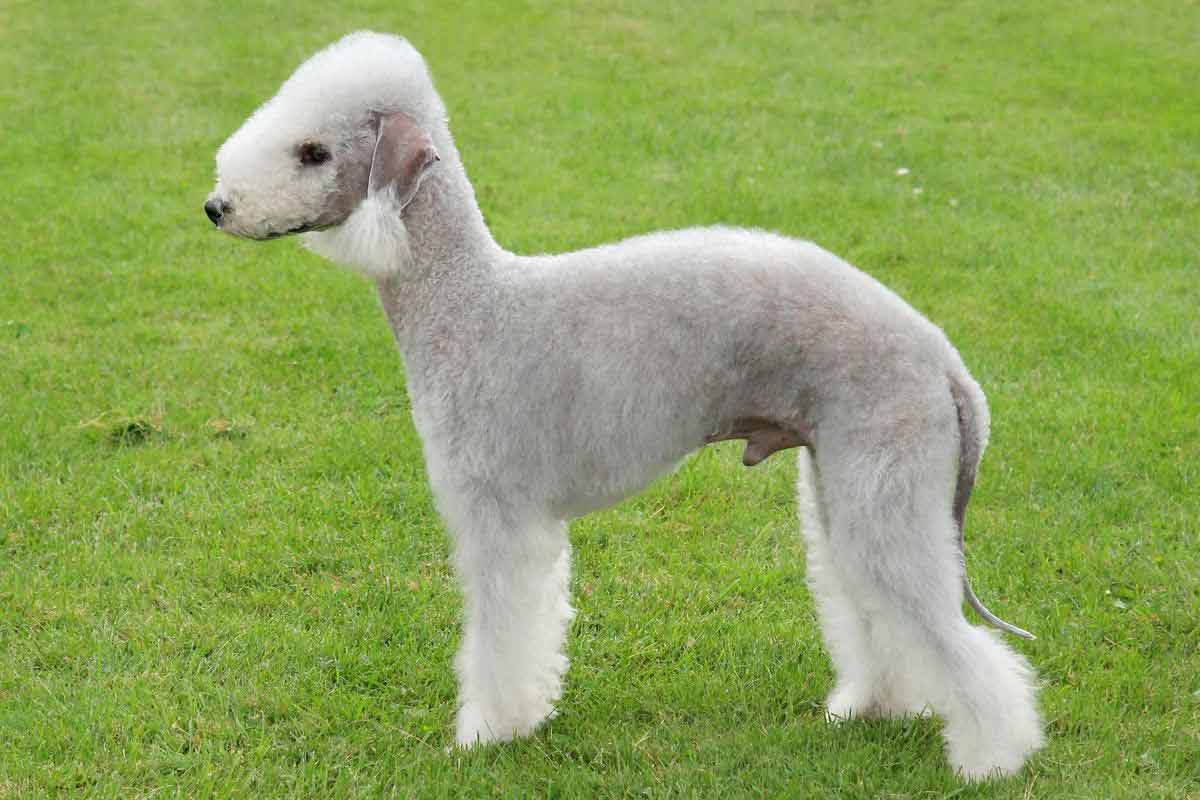 Classement des 10 chiens les plus laids du monde