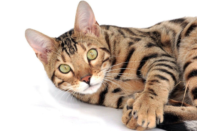Bien-être animal : tout savoir sur le chat Bengal