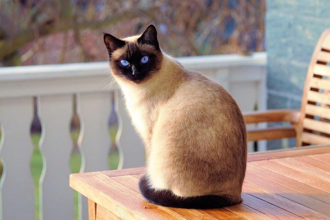 Bien-être animal : l’importance du territoire chez le chat