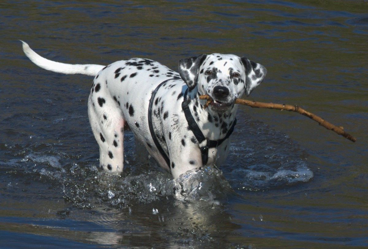 Robe blanche tachetée : on vous parle du dalmatien