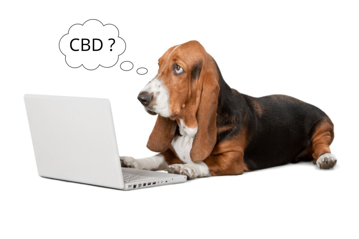 Les questions fréquentes sur le CBD pour les animaux