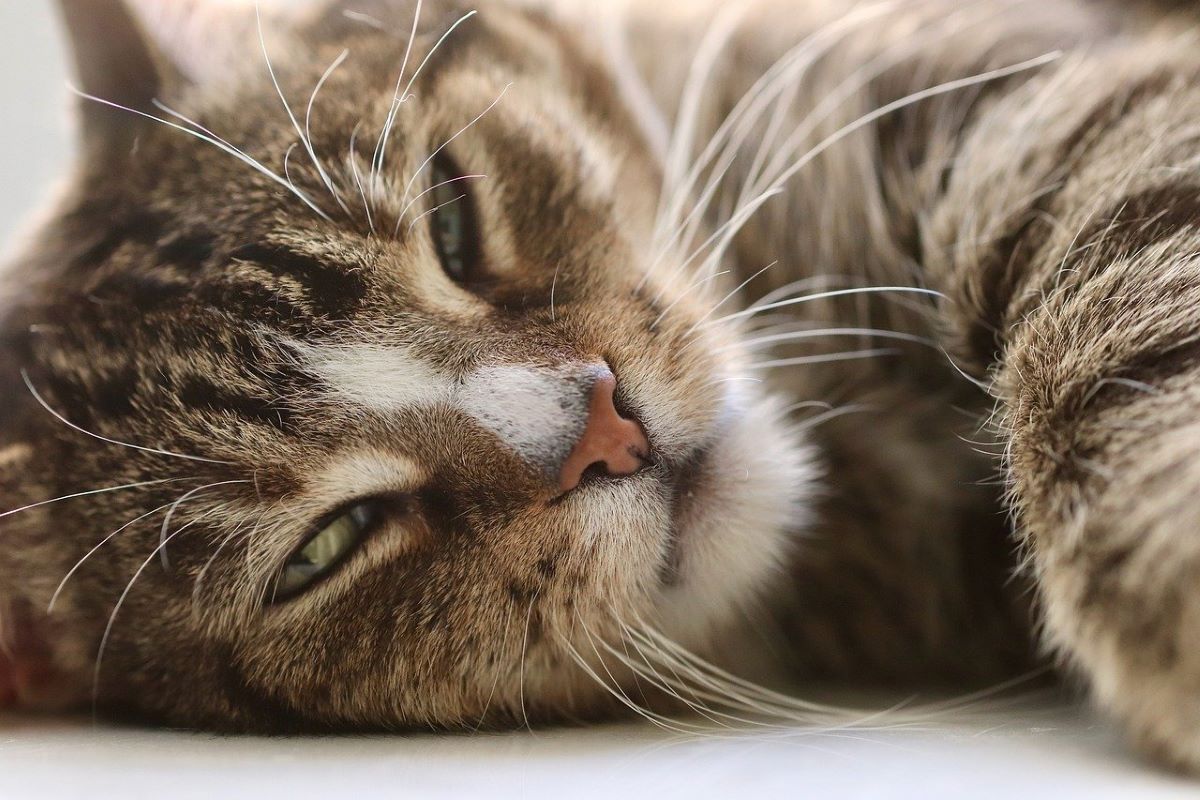 Bien-être animal : chez l’ostéo avec mon chat !