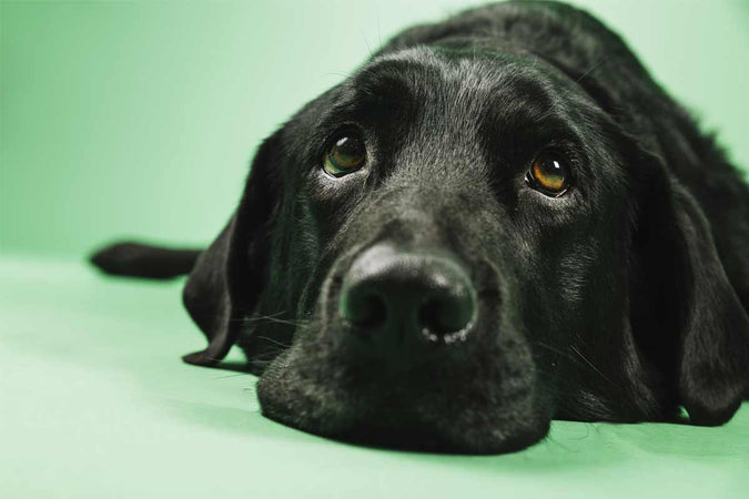 Comment calmer un chien peureux ?
