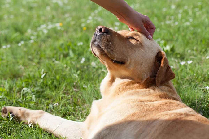 Comprendre le langage corporel d’un chien