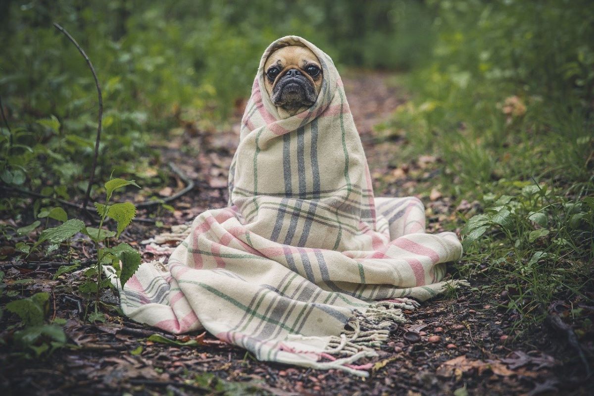 Bien-être animal : prendre en main la dépression canine