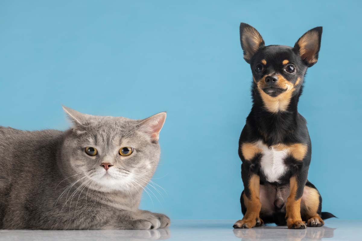 Est-il obligatoire d'identifier son animal de compagnie?