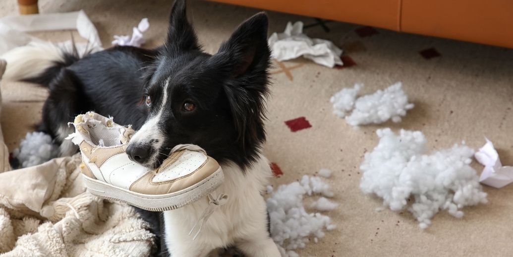 Mon chien détruit tout, je n'en peux plus !