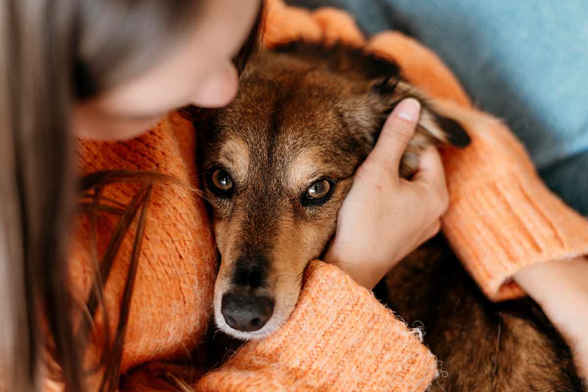 Les allergies courantes chez les chiens