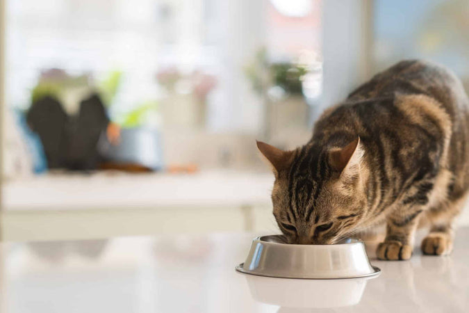 Comment combler les besoins en vitamines de son chat ?