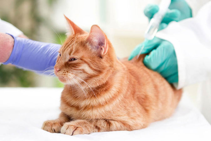 Quels vaccins sont indispensables pour protéger votre chat ?