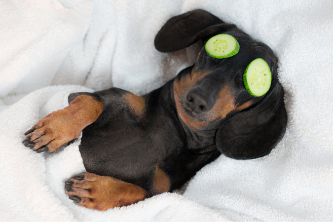 Comment détendre un chien anxieux ?