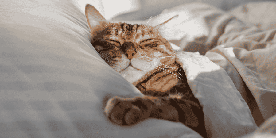 Mon animal ronfle, c'est grave docteur ?