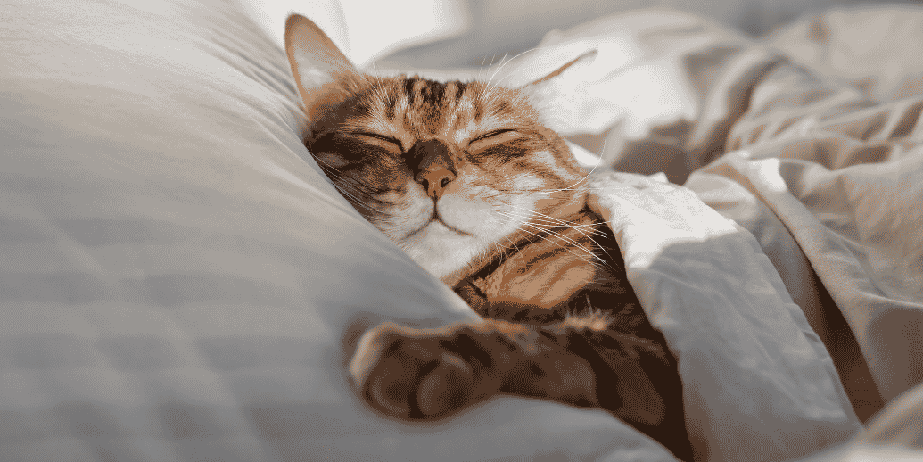 Mon animal ronfle, c'est grave docteur ?