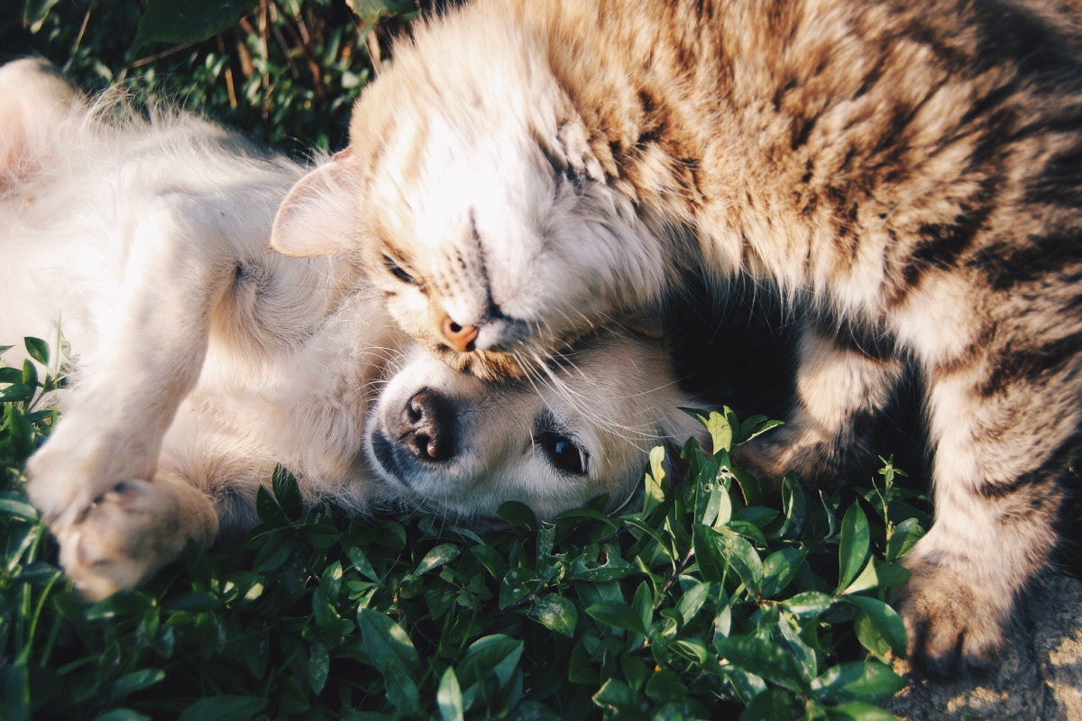 Comment faire pour avoir les bons produits CBD pour chiens et chats ?