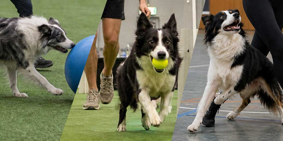 Quels sont les 10 meilleurs sports canins ?