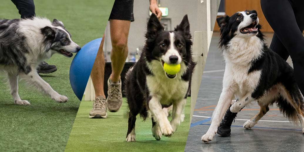 Quels sont les 10 meilleurs sports canins ?