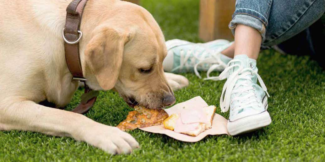 Quels aliments sont à éviter pour mon chien ?