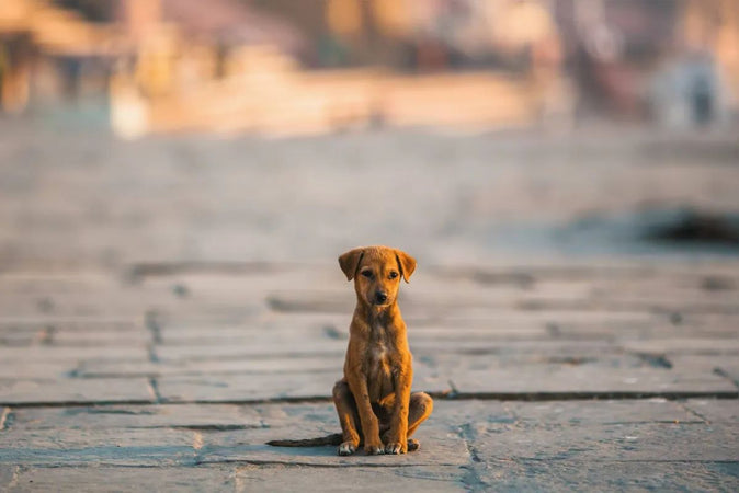 Comment agir si vous découvrez un animal abandonné ?