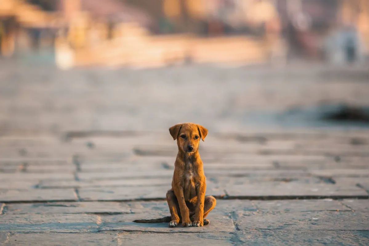 Comment agir si vous découvrez un animal abandonné ?