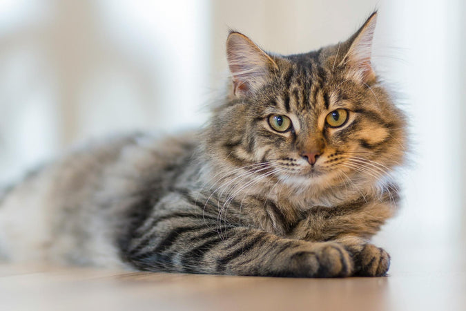 Anti inflammatoire pour chat : on fait le point