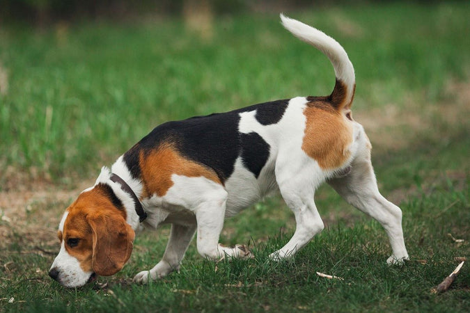Beagle : ce qu’il faut savoir pour assurer le bien-être animal