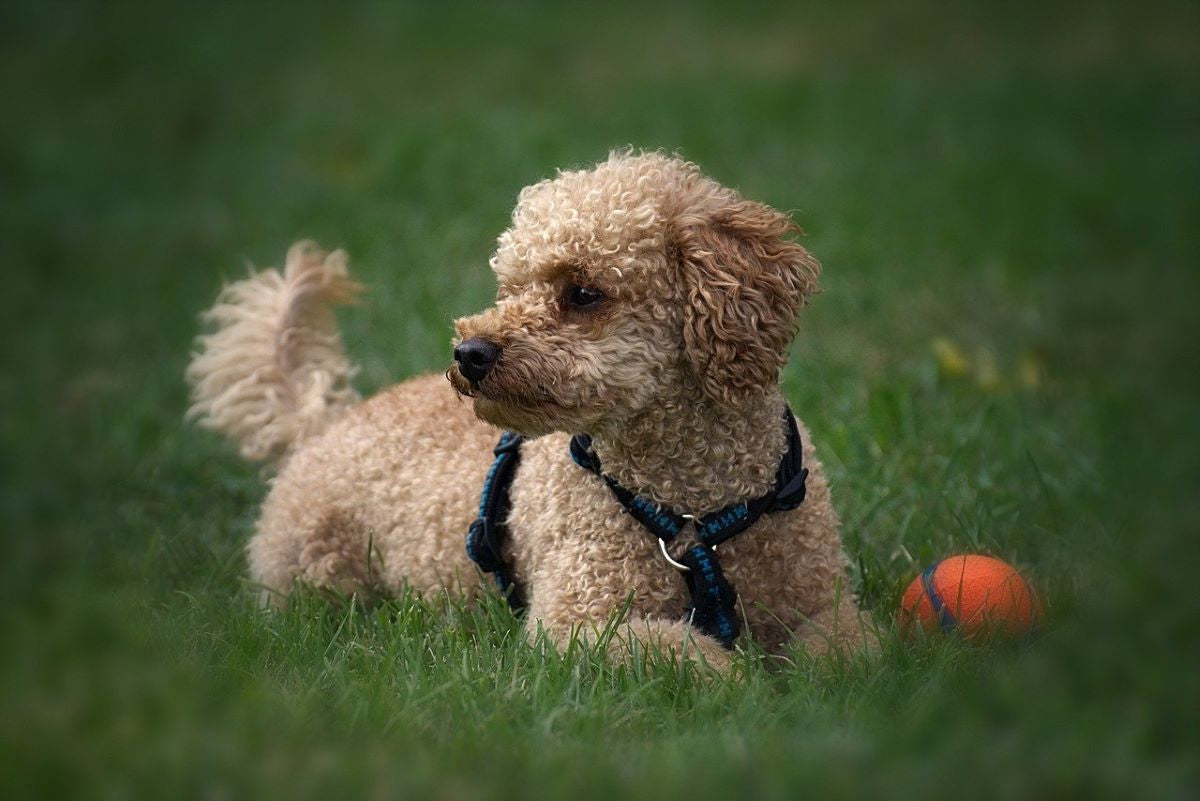 Le Caniche : un chien que les Français adorent