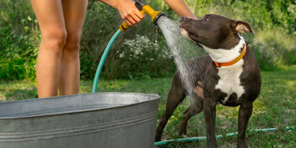 Canicule : comment protéger son chien en été ?