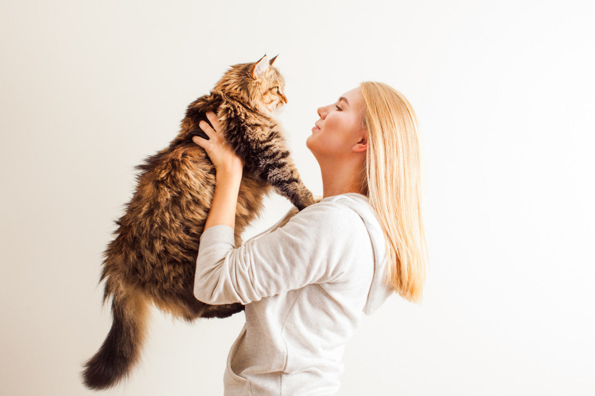 Parlez-vous chat ?