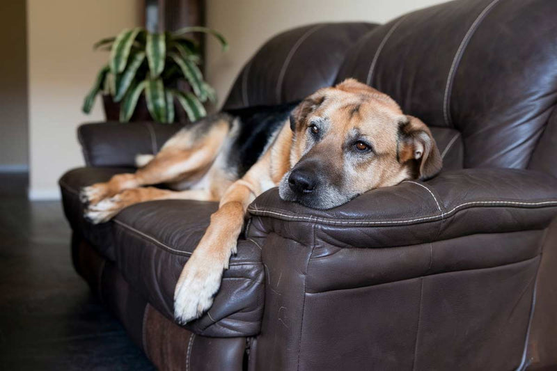 Le CBD peut contribuer à la santé digestive chez les chiens âgés