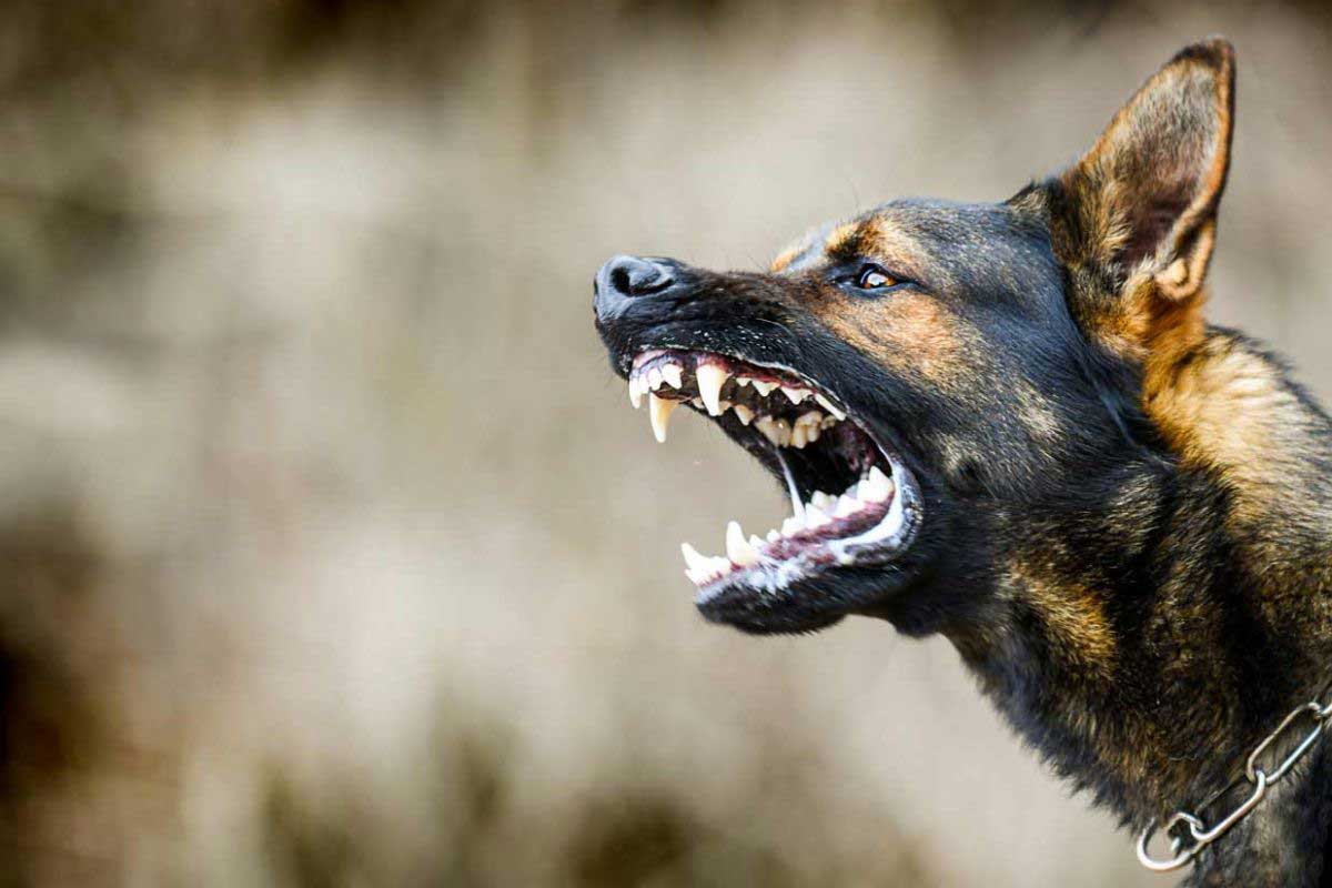 Chien agressif, le CBD peut-il être une solution efficace ?