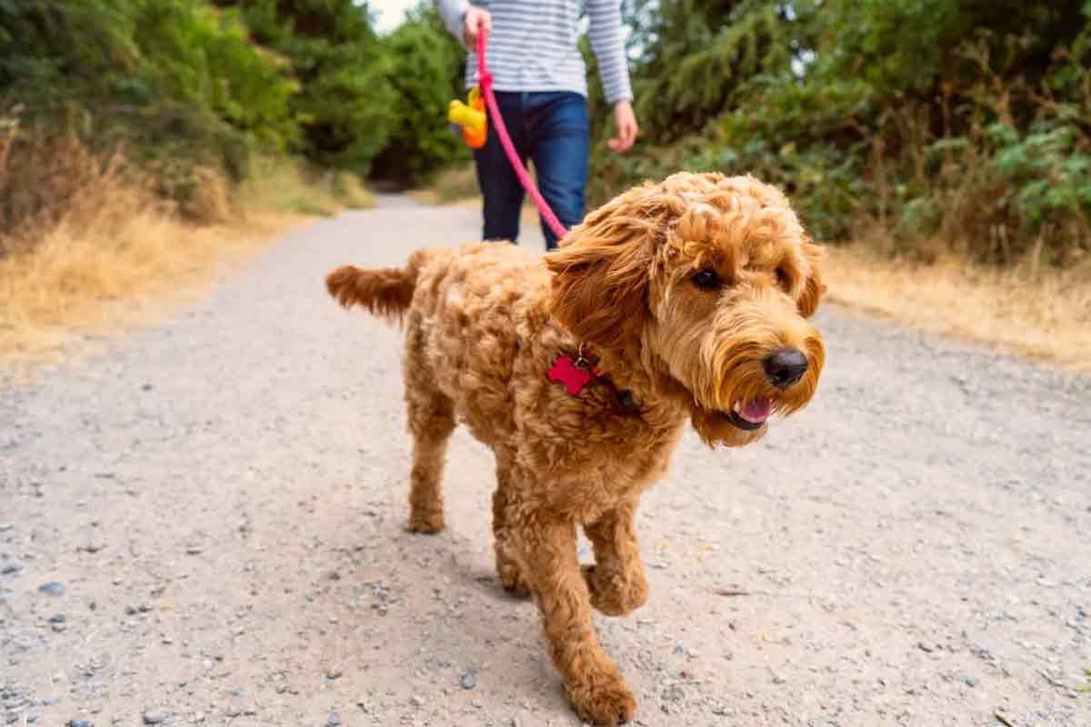 Le CBD peut-il influencer positivement le comportement des chiens ?