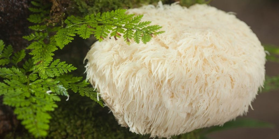 Votre animal senior perd ses repères... le Lion's Mane est-il la réponse naturelle ?