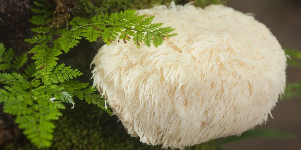 Votre animal senior perd ses repères... le Lion's Mane est-il la réponse naturelle ?