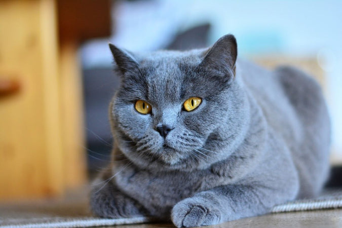 Le chartreux : le chouchou des Français