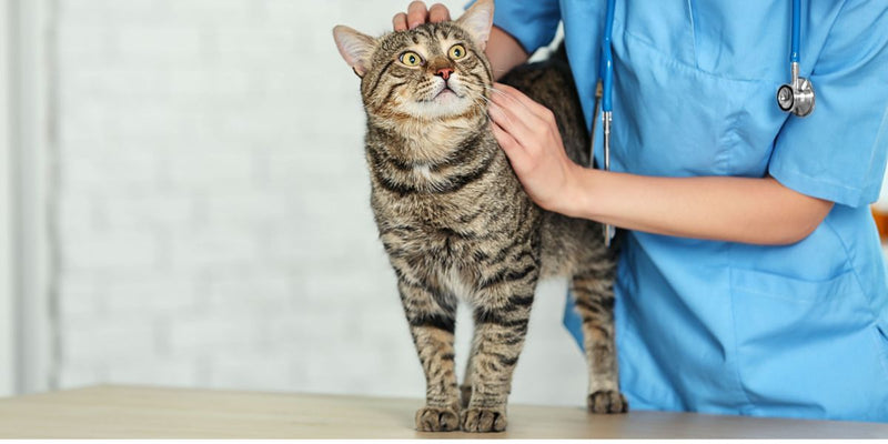Un chat chez le vétérinaire
