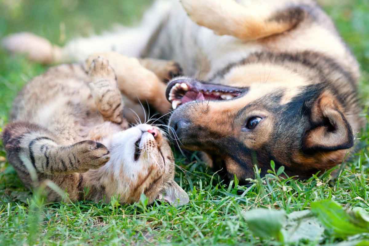 Le chat-chien : un phénomène en vogue !