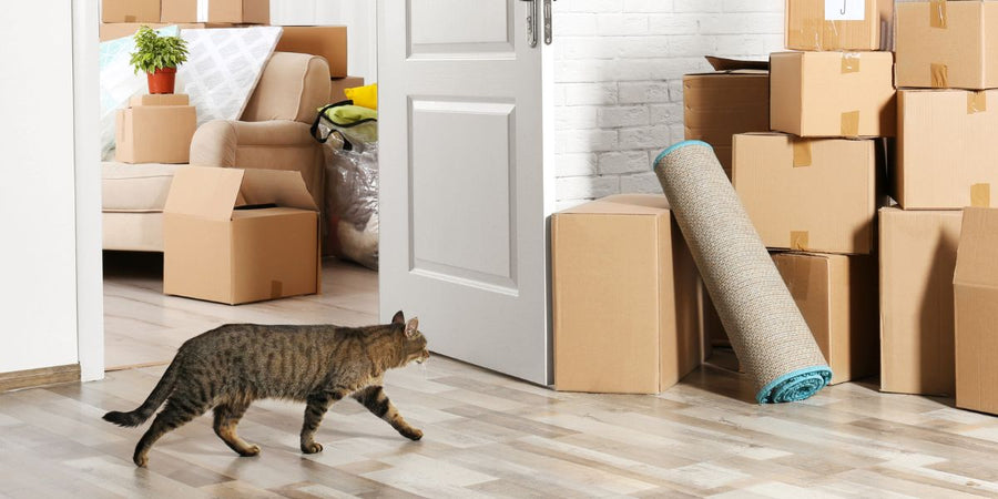 Le CBD peut-il aider un chat perturbé par un déménagement ?