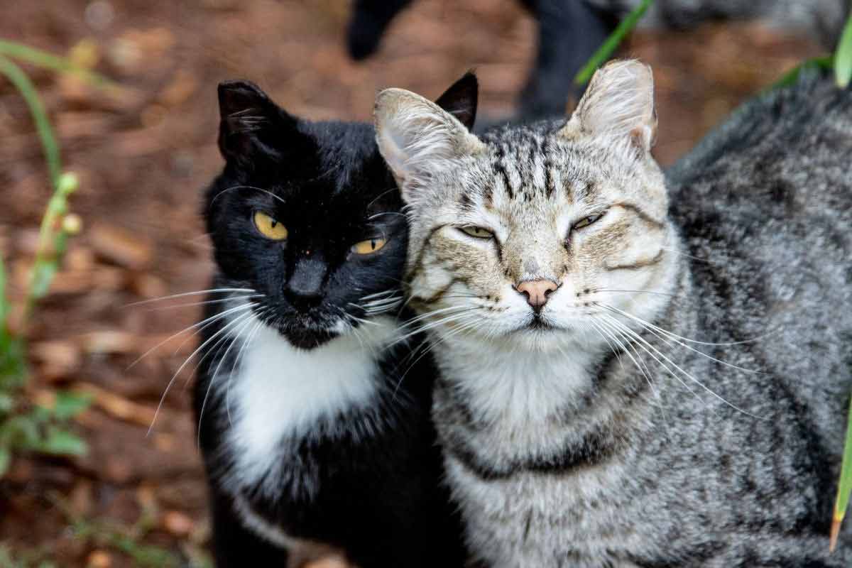 Faut-il que mon chat ait des rapports sexuels ?
