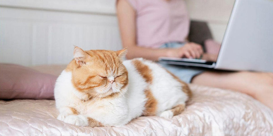 Pourquoi mon chat devient-il plus distant ?