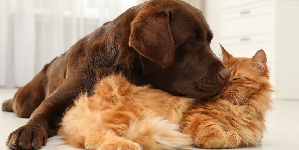 Les expressions françaises connues avec les chiens et les chats