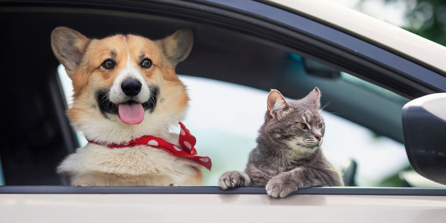 Comment voyager en voiture avec un chat ou un chien en toute sérénité?