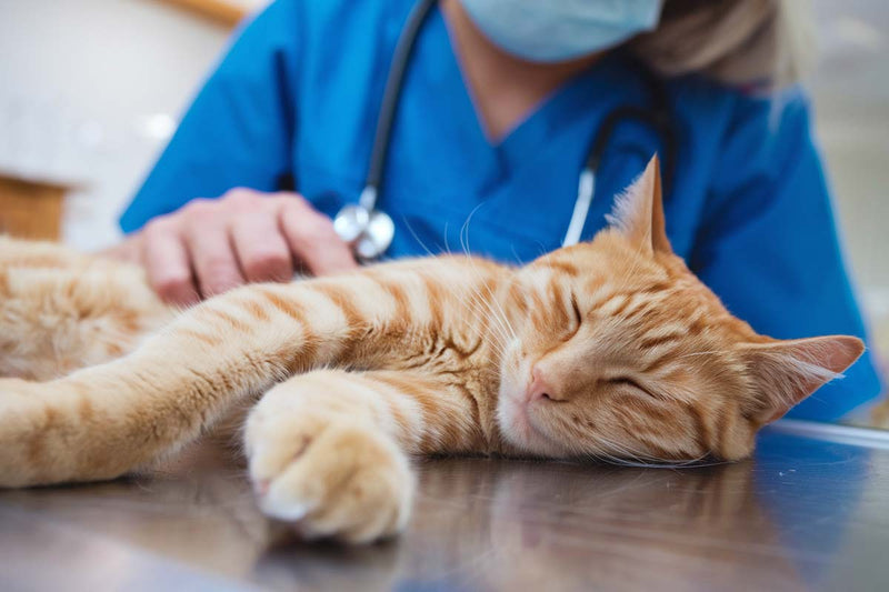 L’hypertension chez les chats