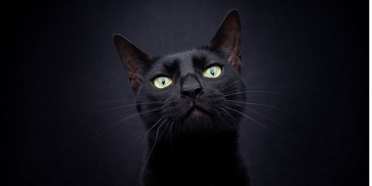 Mythes, science et vérités sur les chats noirs