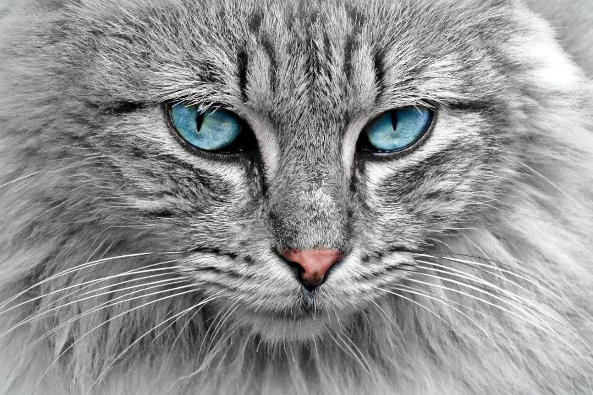 Bien-être animal : prendre soin de son chat tout au long de l’année