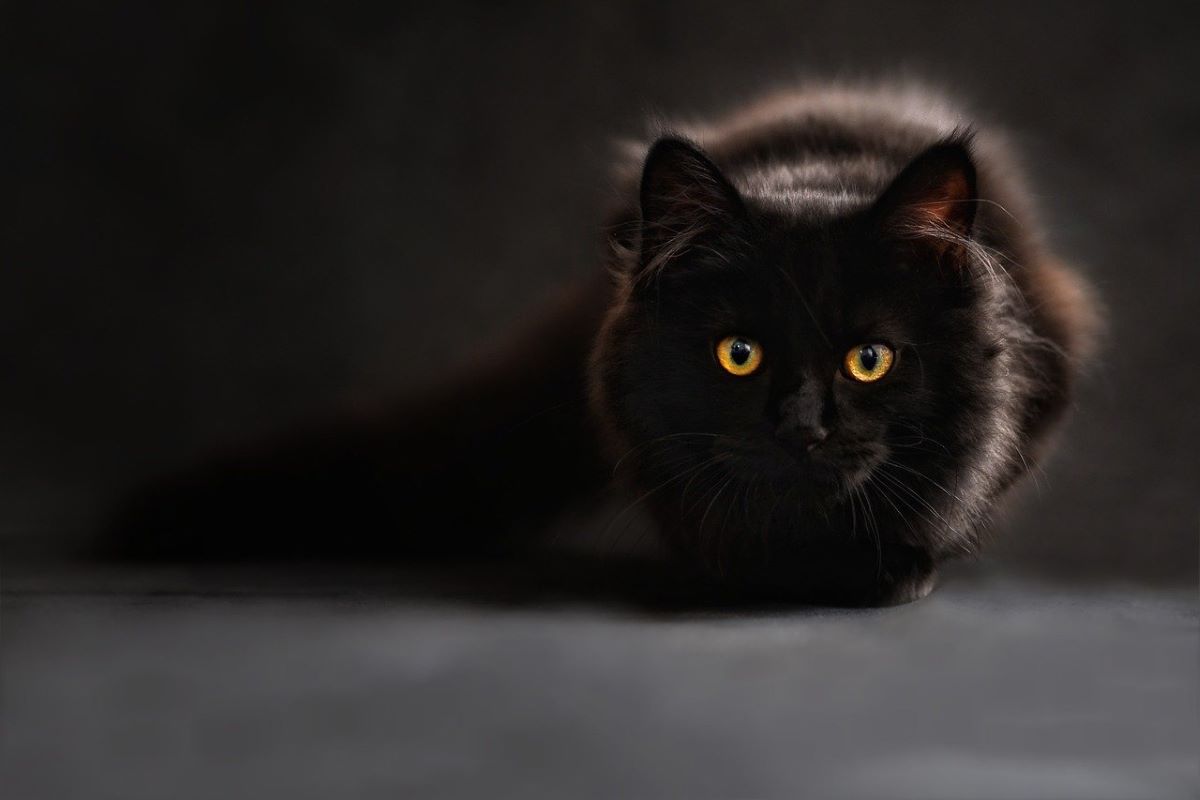 Les bienfaits du CBD pour animaux chez les vieux chats