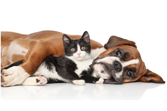 Le CBD pour la paix des ménages chiens/chats ?